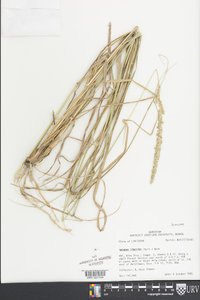 Tridens strictus image