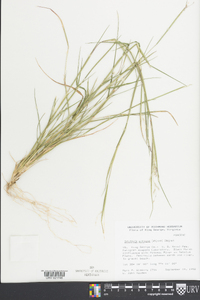 Triplasis purpurea image