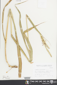 Tripsacum dactyloides image