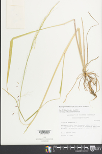 Zizaniopsis miliacea image