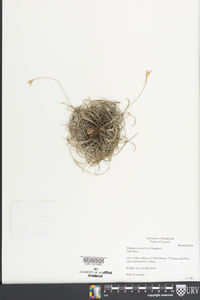 Tillandsia recurvata image