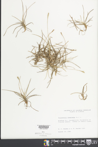 Tillandsia recurvata image