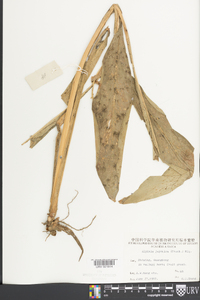 Alpinia japonica image
