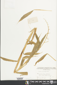 Globba racemosa image