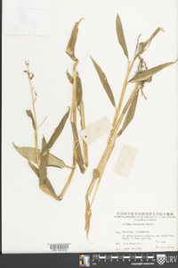 Globba racemosa image