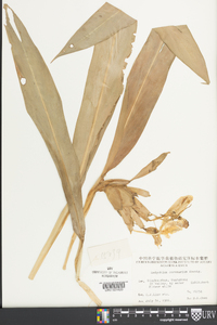 Hedychium coronarium image