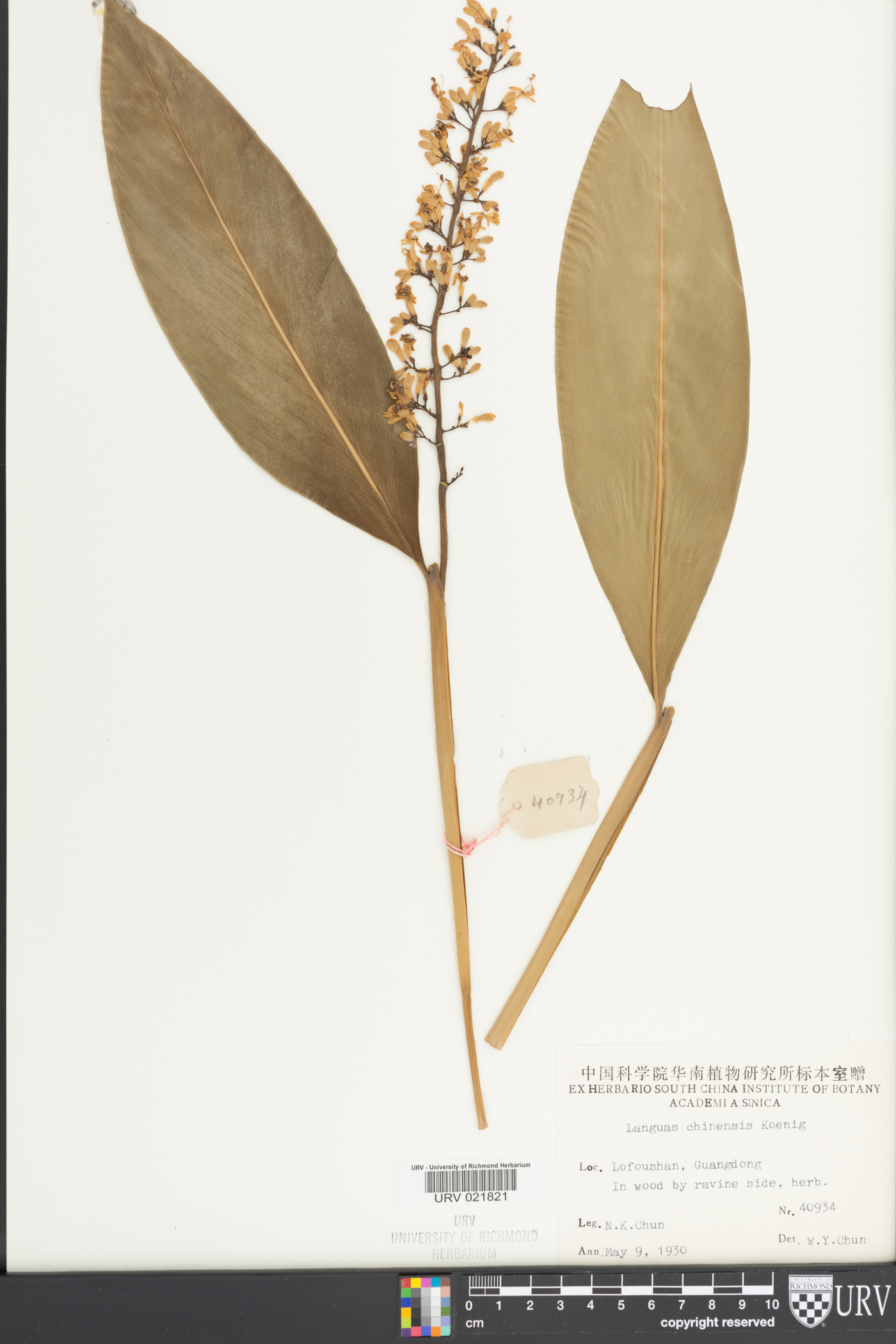 Alpinia chinensis image