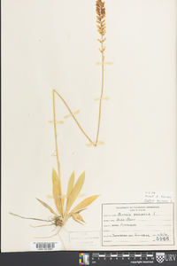 Aletris farinosa image