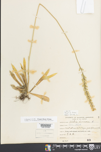 Aletris farinosa image
