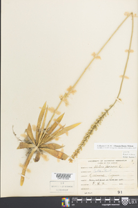 Aletris farinosa image