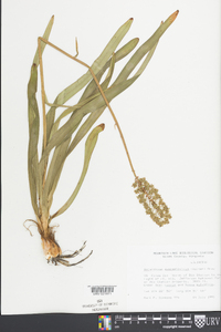 Amianthium muscitoxicum image