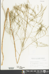 Asparagus officinalis image