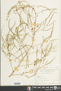 Asparagus officinalis image