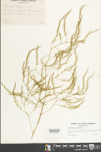 Asparagus officinalis image