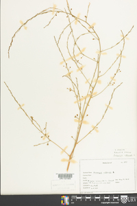 Asparagus officinalis image