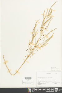 Asparagus officinalis image