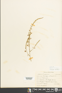 Asparagus officinalis image