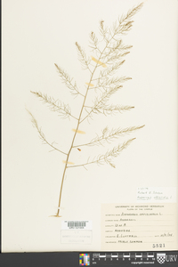 Asparagus officinalis image