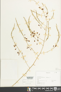 Asparagus officinalis image