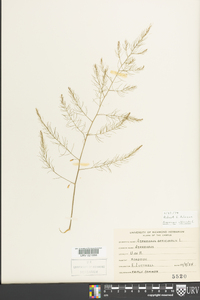 Asparagus officinalis image