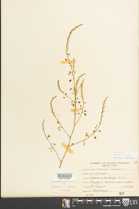 Asparagus officinalis image