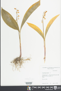 Convallaria majalis image