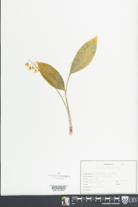 Convallaria majalis image