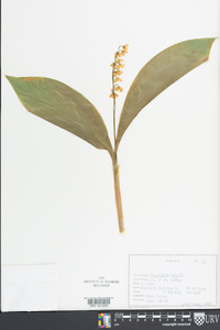 Convallaria majalis image