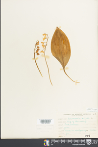 Convallaria majalis image