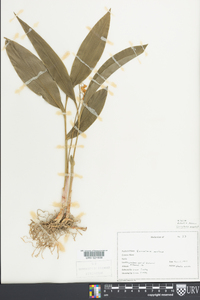 Convallaria majalis image