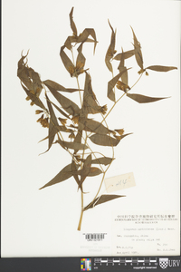 Disporum cantoniense image