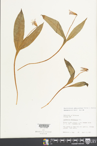 Erythronium umbilicatum image
