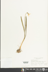 Galanthus nivalis image