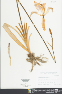 Hemerocallis fulva image