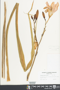 Hemerocallis fulva image