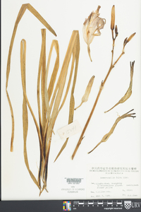 Hemerocallis fulva image