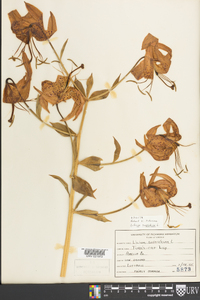 Lilium superbum image