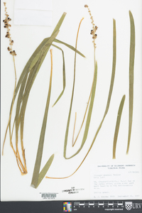 Liriope muscari image