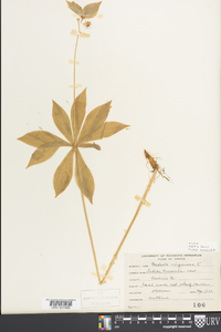 Medeola virginiana image