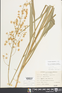Veratrum virginicum image