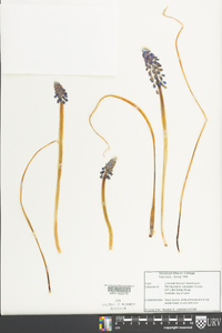 Muscari neglectum image