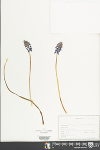 Muscari neglectum image