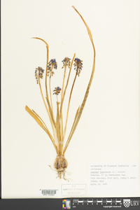 Muscari neglectum image