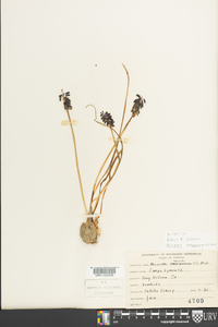 Muscari neglectum image