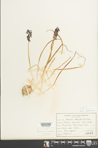 Muscari neglectum image