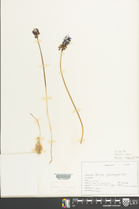 Muscari neglectum image