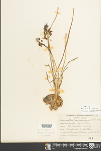 Muscari neglectum image