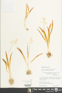 Ornithogalum nutans image