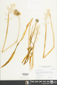 Ornithogalum nutans image