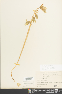 Ornithogalum thyrsoides image